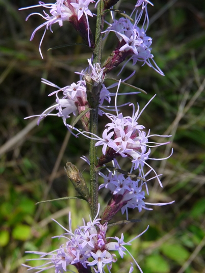 {Liatris virgata}